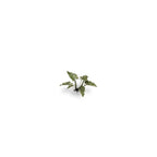 Gamers Grass GGLP-LAL Laser Plants Lords-and-Ladies