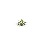 Gamers Grass GGLP-LAL Laser Plants Lords-and-Ladies