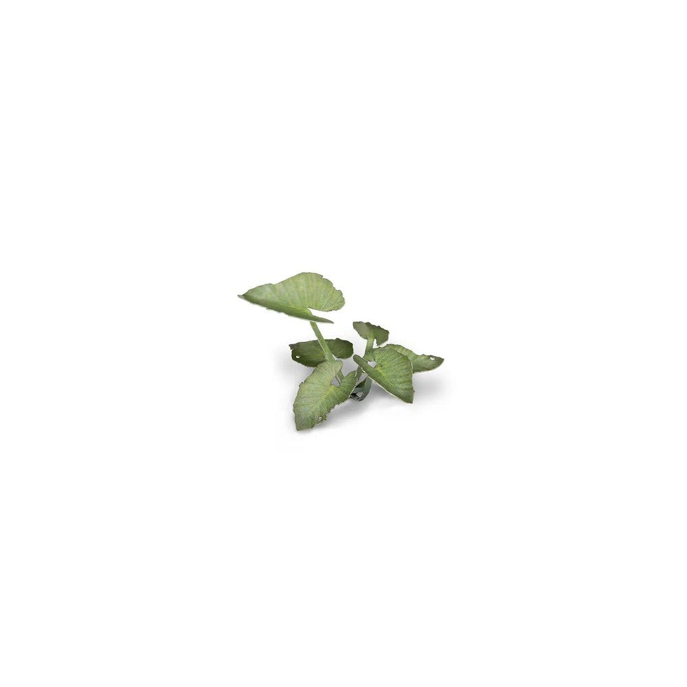 Gamers Grass GGLP-EE Laser Plants Elephant Ear
