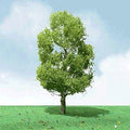 xJTT Scenery 92209 50-55mm Birch (3) (7537659216109)