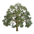 JTT Scenery 92326 75-85mm Live Oak (2) (8324600627437)
