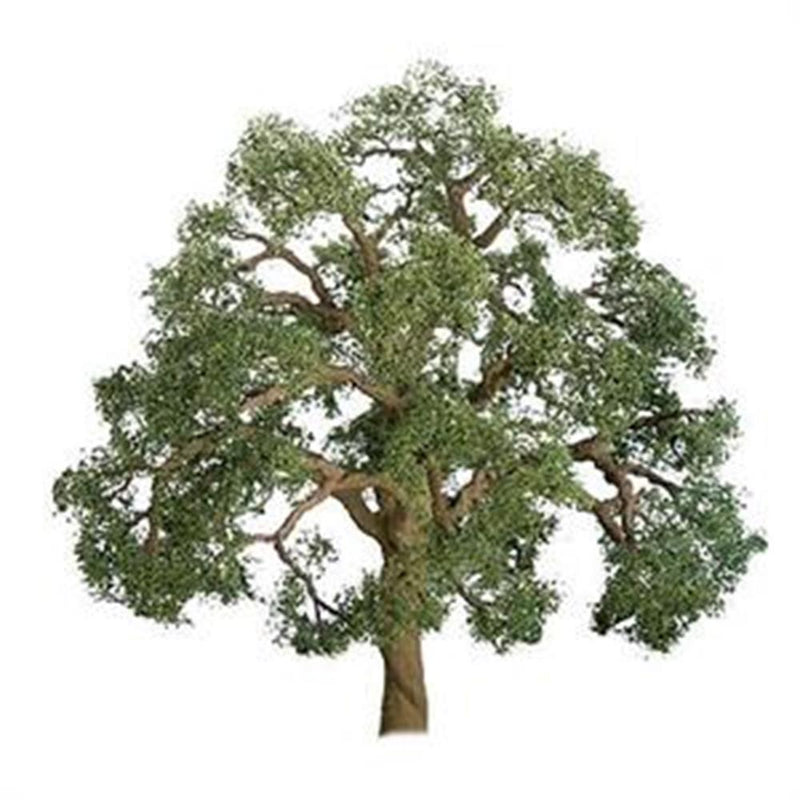 JTT Scenery 92326 75-85mm Live Oak (2) (8324600627437)