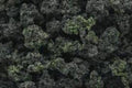 Woodland Scenics BUSHES CLUMP FOILAGE FORESBLN