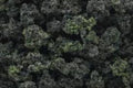 Woodland Scenics BUSHES CLUMP FOLIAGE FOREST B