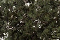 Woodland Scenics F1130 FINE LEAF FOLIAGE DARK GREEN (7540608958701)