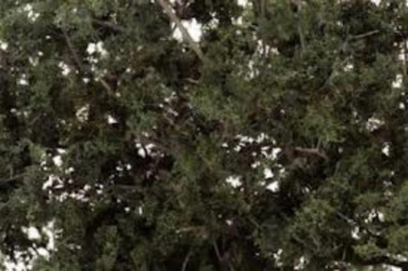 Woodland Scenics F1130 FINE LEAF FOLIAGE DARK GREEN