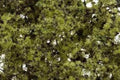 Woodland Scenics F1132 FINE LEAF FOLIAGE LIGHT  GRN (7540609417453)