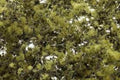 Woodland Scenics F1133 FINE LEAF FOLIAGE OLIVE  GRN (7540609777901)