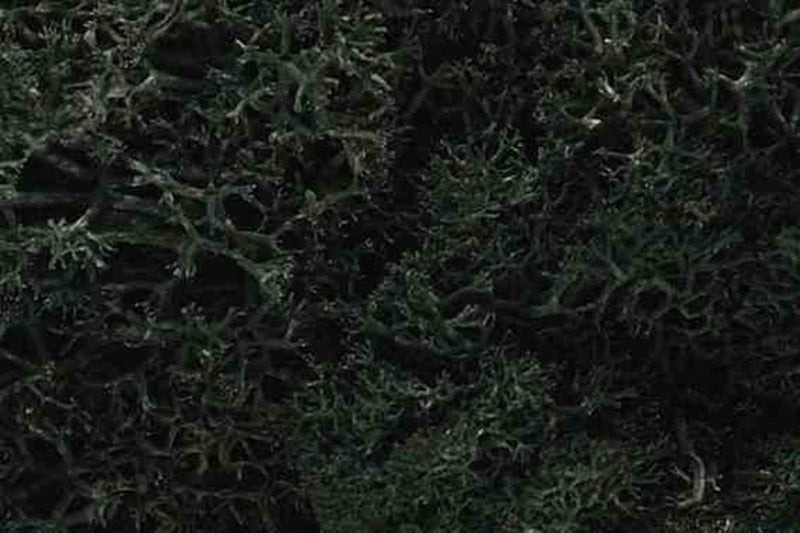 Woodland Scenics L164 LICHEN DARK GREEN - Hobby City NZ (7540618854637)