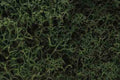 Woodland Scenics L163 LICHEN MEDIUM GREEN (7540619116781)