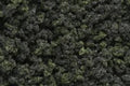 Woodland Scenics FC139 UNDERBRUSH CLU/FOLIAGE FOREST (7540648968429)