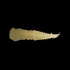 Scale 75 Warfront Graugrun 17ml (2)