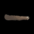 Scale 75 Scalecolor Walnut 17ml (2)