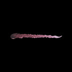Scale 75 Instant Colors Grizzly Brown 17ml (2)