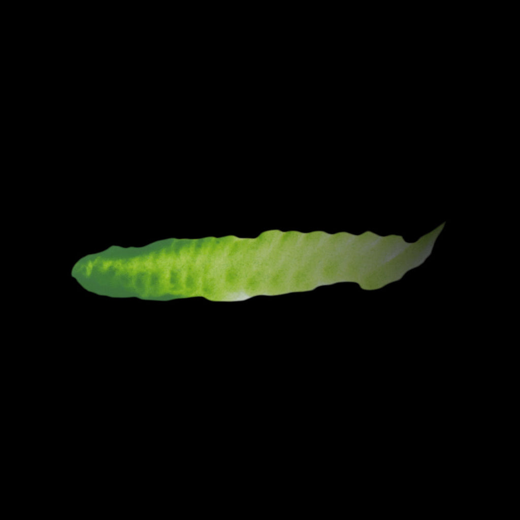 Scale 75 Fantasy Colours Slimer Green 17ml (2)