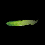 Scale 75 Fantasy Colours Slimer Green 17ml (2)