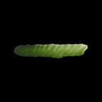 Scale 75 Fantasy Colours Merm Green 17ml (2)