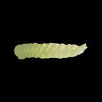 Scale 75 Fantasy Colours Undead Flesh 17ml (2)