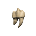 WizKids 96122 D&D Replicas of the Realms: Teeth of Dahlver-Nar Artifact (9003831460077)