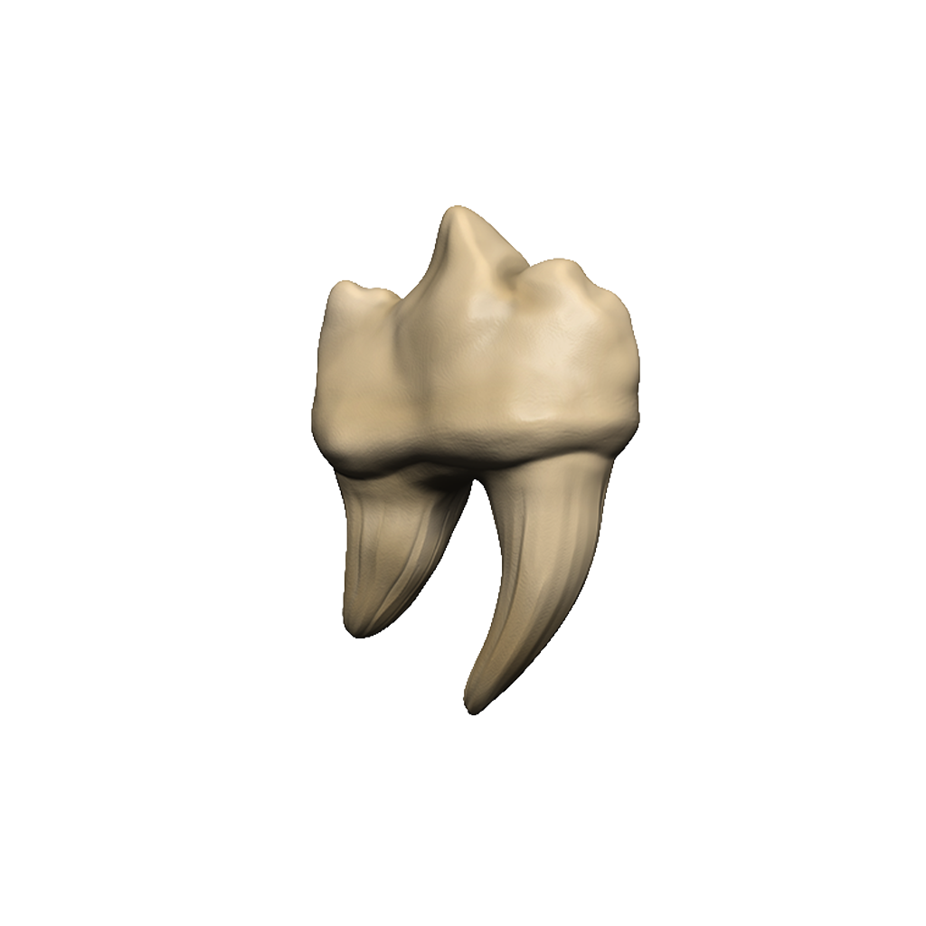 WizKids 96122 D&D Replicas of the Realms: Teeth of Dahlver-Nar Artifact (9003831460077)