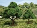 JTT Scenery Apple Tree 4-5" (2)