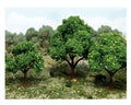 JTT Scenery 92141 Orange Trees 2.5- 3.5" (6) (8346420969709)