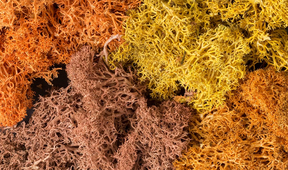 Woodland Scenics L165 Lichen Bag Autumn Mix/82 cu. in. (7546241482989)