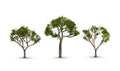 Woodland Scenics Gum Tree 2 1/2" - 3 1/2" (3)