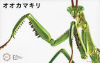 Fujimi 171111 Biology Ed Big Mantis M. Green - Hobby City NZ