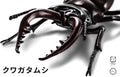 Fujimi 171241 Biology Edition Stag Beetle - Hobby City NZ